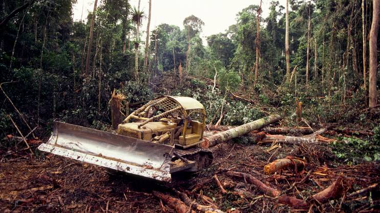 KENYA e deforestazione